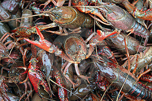 Live Crawfish