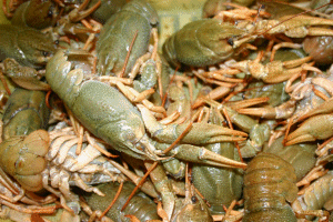Live crayfish