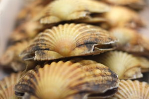 Live scallops