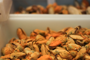 Mussels