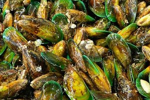 New Zealand Mussels