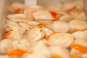 scallop meat
