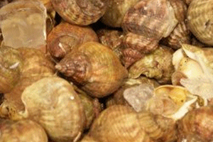 Whelks